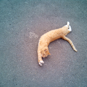 白富美调教视频
