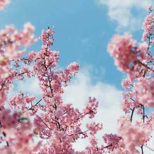 白富美调教视频
